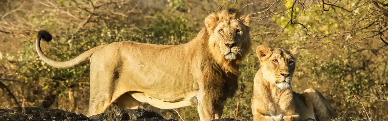 Gujarat-tour-package